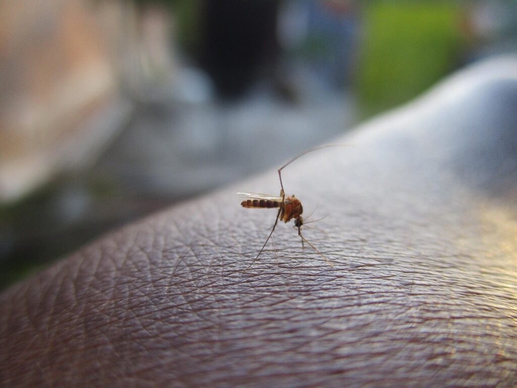 Con l’arrivo della bella stagione e l’aumento delle temperature, torna anche la necessità di fare attenzione ad alcune malattie trasmesse da insetti. Una delle infezioni virali più rilevanti in Italia è il West Nile Virus (WNV), trasmesso principalmente attraverso la puntura di zanzare infette.
